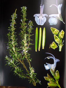 Salvia Rosmarinus, (formally Rosmarinus officinalis)