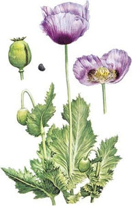 A short history of Papvarum somniferum and other medicinal plants in the Papaveraceous family.