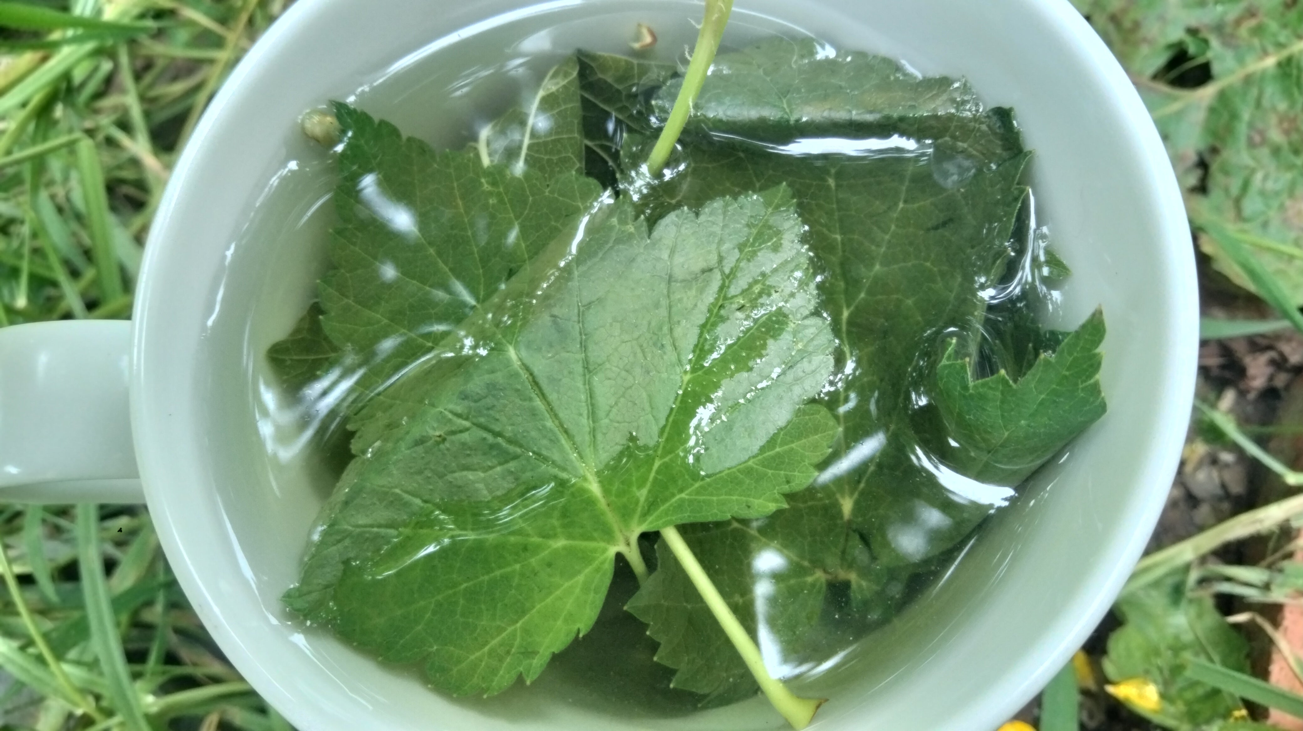 Black currant leaf tea: Ribes nigram