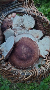 New Shiitake, Lentinula edodes tincture (GWC)