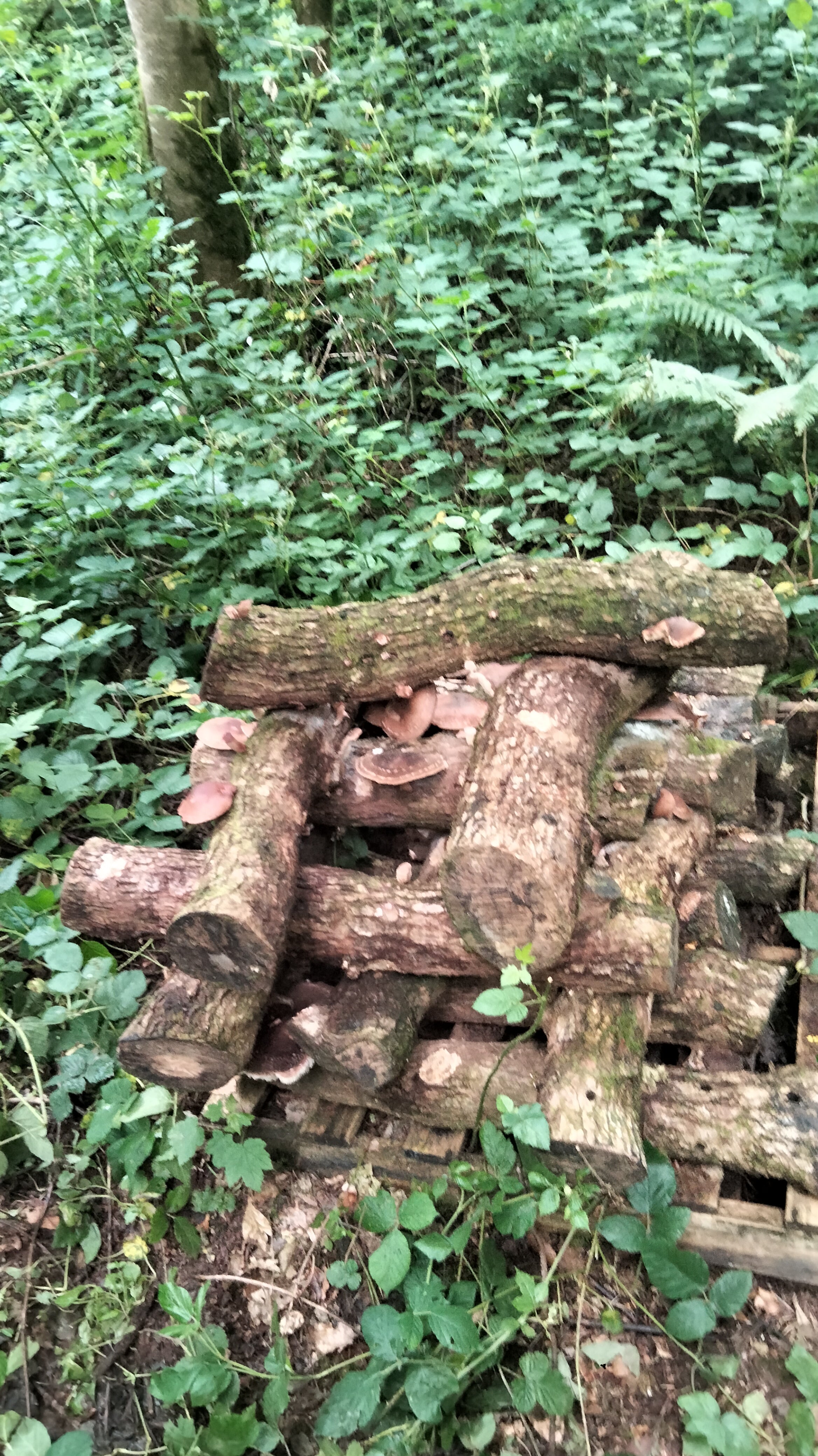 New Shiitake, Lentinula edodes tincture (GWC)