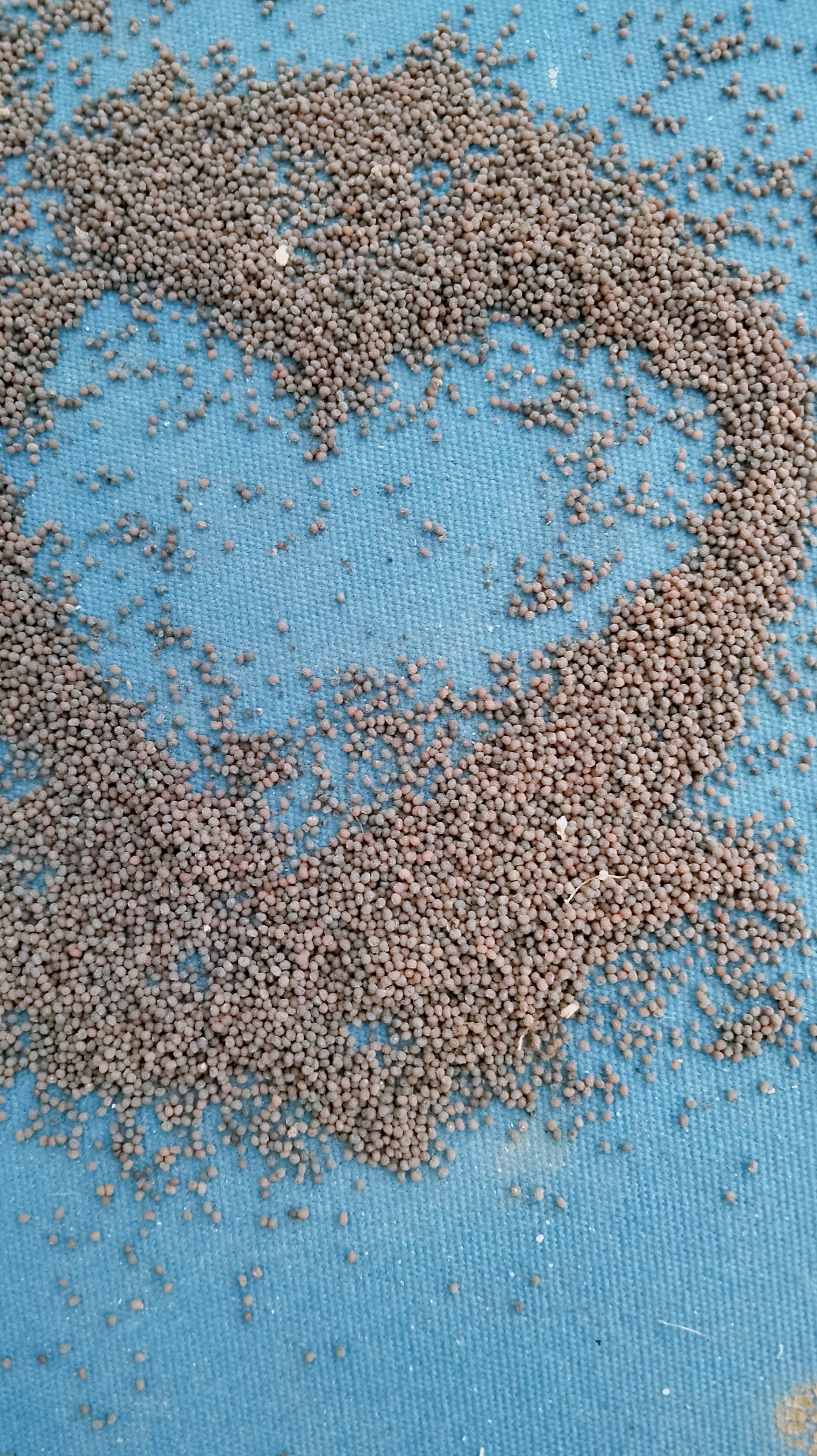 Papvarum somniferum seeds (opium poppies)