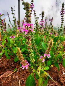 Ocimum tenuiflorum, Holy basil tincture, grown without chemicals