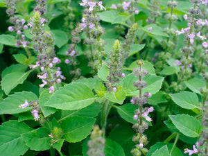 Ocimum tenuiflorum, Holy basil tincture, grown without chemicals