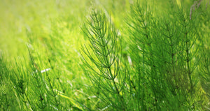 Horsetail: Equisetum arvense Fol tincture