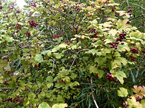 Viburnum opulus, AKA cramp bark tincture, grown without chemicals