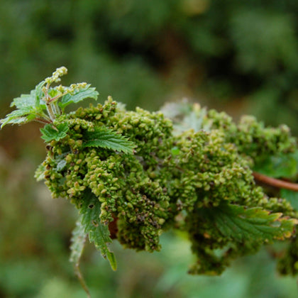 Nettle leaf: Urtica dioica fol, Tincture, grown without chemicals