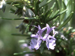 Rosemary: Salvia rosmarinus tincture, grown without chemicals