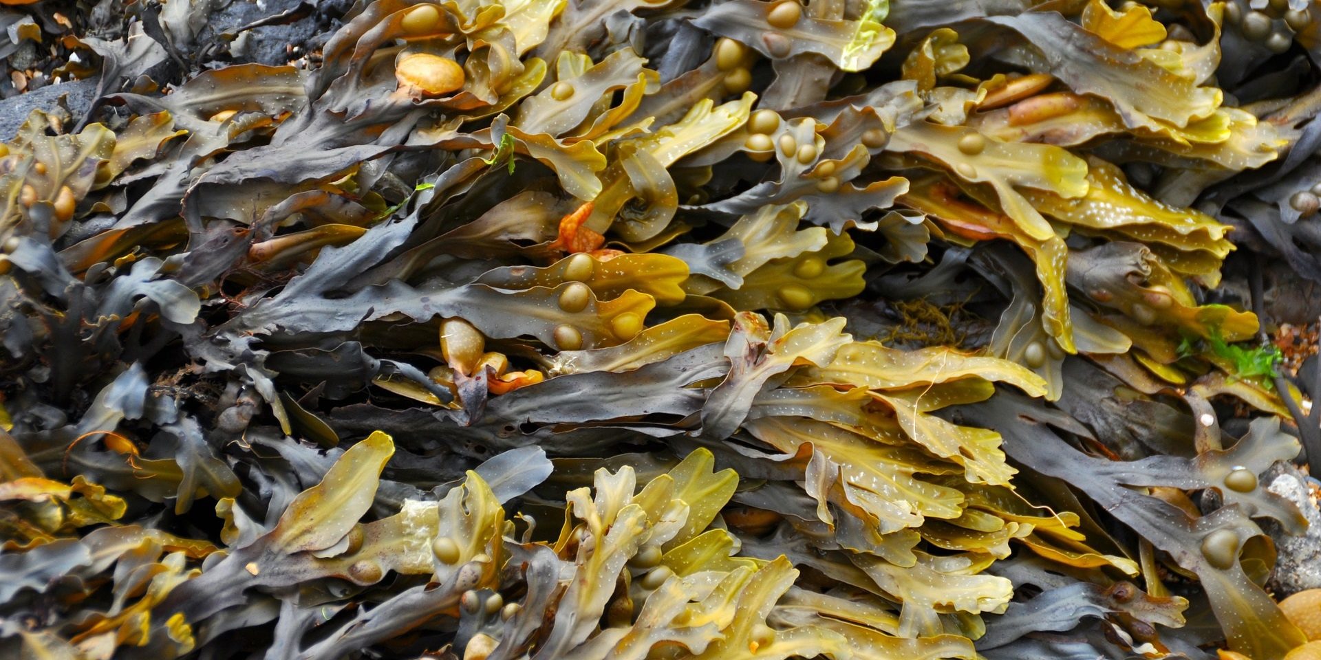 Bladderwrack Sea weed, Organic