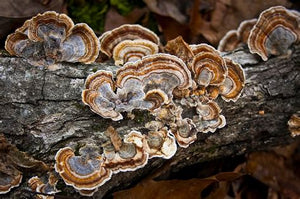 Pete and Anita's Turkey Tail tincture, Trametes versicolor.