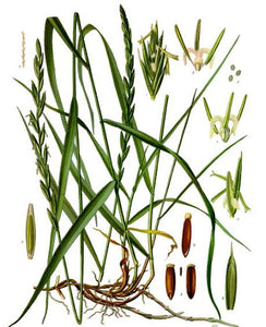 Couch Grass Tincture, Elymus repens