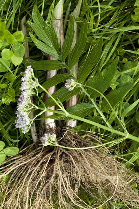 Valerian Root (Loose Herbal Tea) Organic